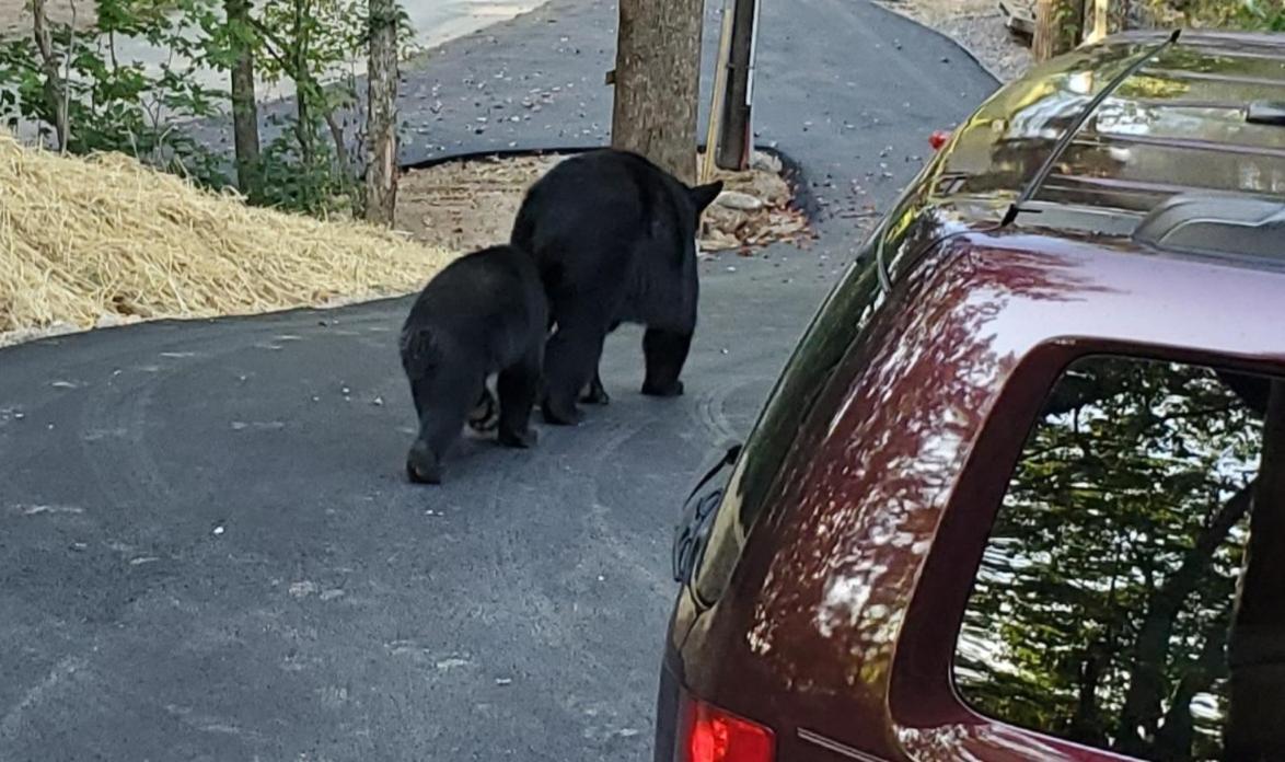 Can'T "Bear" To Leave Villa Sevierville Ngoại thất bức ảnh